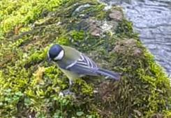 ATE-mesange-charboniere.mp4