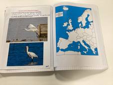 Les MigrationsDesSpatules.wav