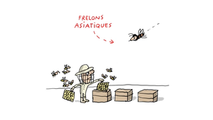 Pourquoi faut-il protéger les abeilles.mp4
