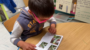 raconter les chenilles.mp4