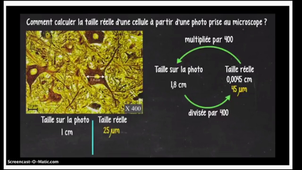 Echelle, grossissement et calcul de taille réelle