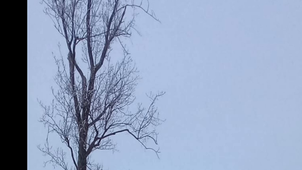 Neige de janvier.mp4