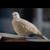 tourterelle turque.mp4