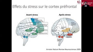 L'effet du stress sur les apprentissages scolaires des élèves.mp4