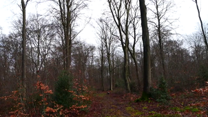 Les racines - Odélia.mp4