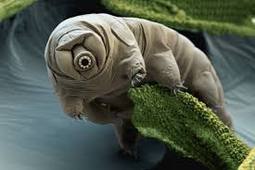 video water bears.mov