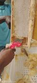 Apiculture 2: première récolte de miel