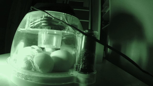 1-ECLOSION MICHOU.mp4