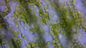 Cyclose élodée dense