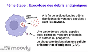 Capsule vidéo - La phagocytose