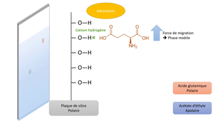 chromatographie sur couche mince principe de l'adsorption.mp4