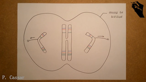 01-ultrastructure chr..mp4